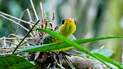 Close-up of bird perching on plant