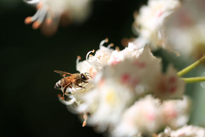 Close-up of bee pollinating on flower