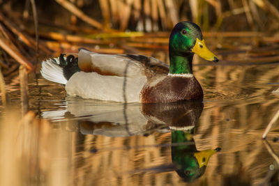 Close-up of mallard duck swimming in lake