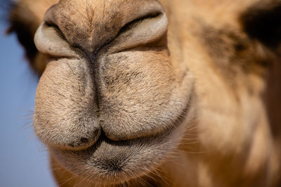 Close-up of a dog