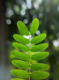 Close-up of green leaves