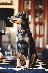 Manchester terrier sitting on rug at home