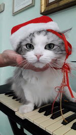 Close-up portrait of white cat