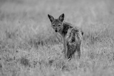 Mono black-backed jackal watching camera in grass