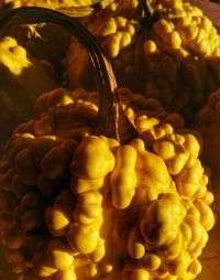 Close-up of food