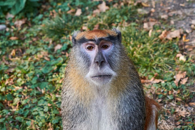 The common patas monkey erythrocebus patas the wadi monkey or hussar monkey portrait
