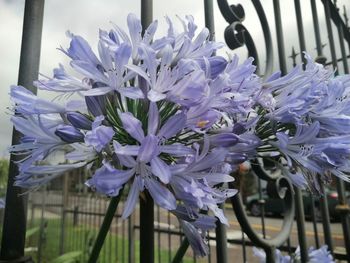 Close-up of purple flowering plants