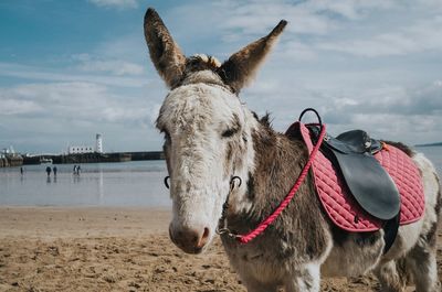 Close-up of horse on beach against sky