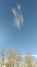 Low angle view of bare trees against blue sky