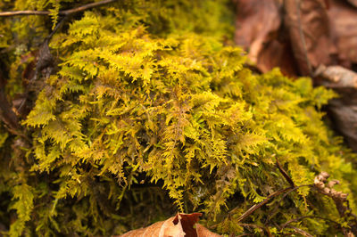 Close-up of fresh green tree