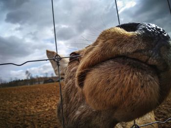 Close-up of a horse on field