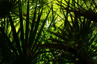 Close-up of bamboo plants in forest