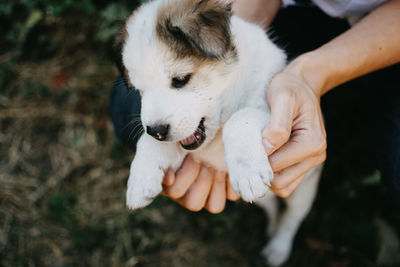 Midsection of person holding dog