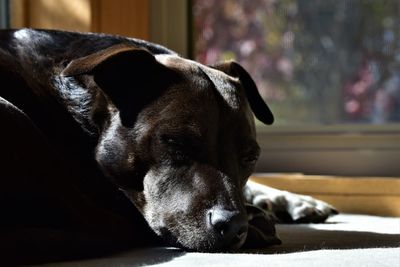Close-up of a dog resting on floor at home