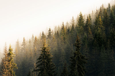 Pine trees in forest against sky