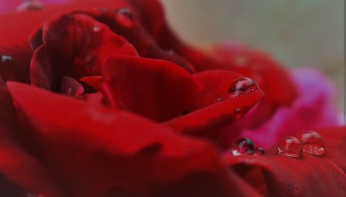 Close-up of red rose