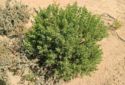 High angle view of plants growing on land