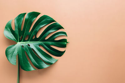 Directly above shot of green leaf on table against white background