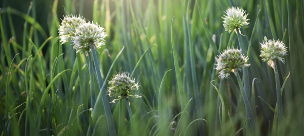 Close-up of flowering plants on land