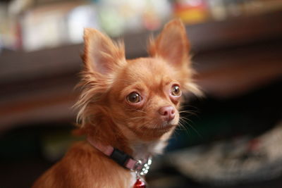 Close-up of a dog looking away