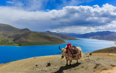 Yak standing by lake against cloudy sky