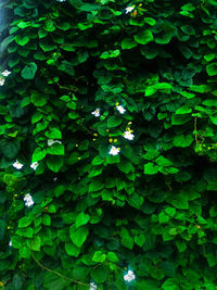 Full frame shot of flowering plants