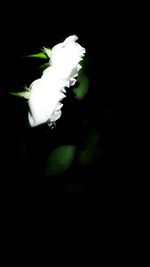 Close-up of white flower over black background