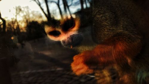 Close-up of monkey on tree against sky