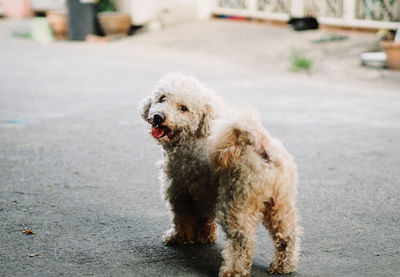 Portrait of dog standing on footpath