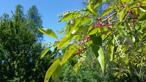 Low angle view of flowering plants against sky