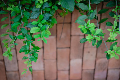 Close-up of potted plants