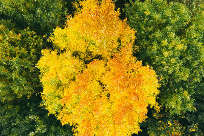 High angle view of yellow flowering plants during autumn