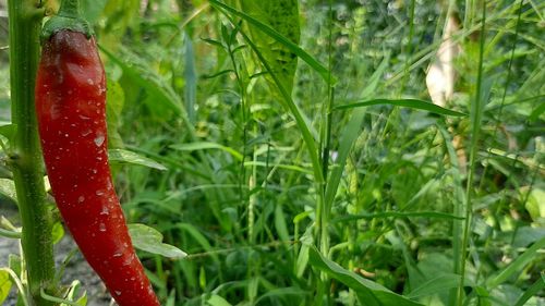 Close-up of red chili pepper on plant