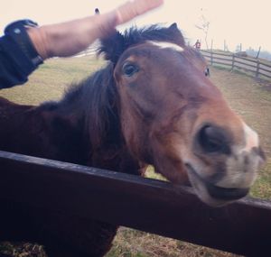 Close-up of horse on field