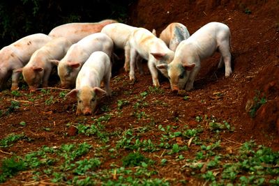 Pigs standing on field