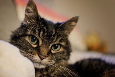 Close-up portrait of a cat