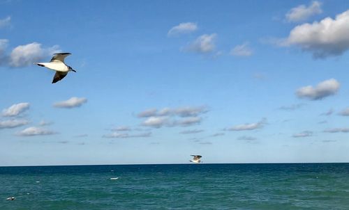 Seagull flying over sea against sky