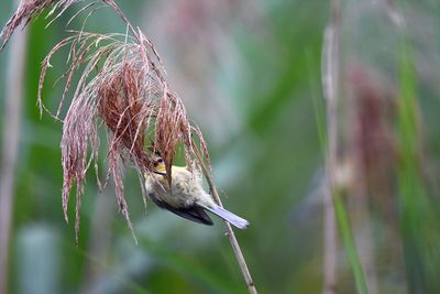 Close-up of bluetit perching on twig