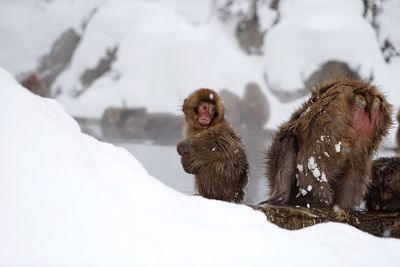 Monkeys on snow