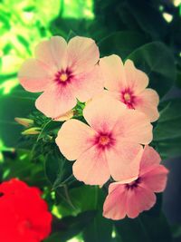 Close-up of pink flower