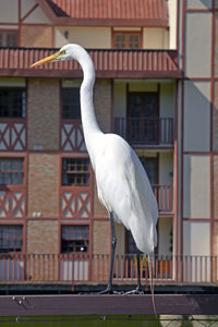 Seagull perching on railing against building