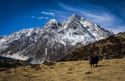 View of horse on snow covered land