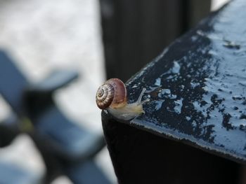 Close-up of snail