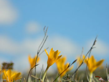 Yellow crocus growing on field against sky