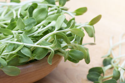 Close-up of green leaves on table