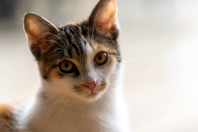 Close-up portrait of a cat
