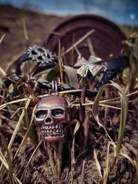 Close-up of animal skull on field