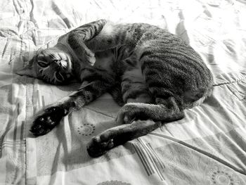 High angle view of cat on bed