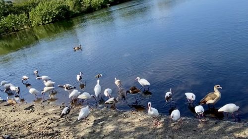High angle view of swans at lakeshore