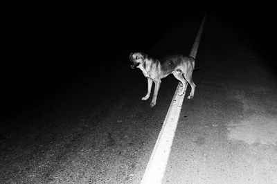 High angle view of dog walking on road